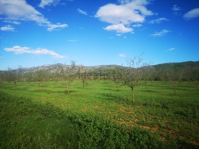Terreno, Ulldecona