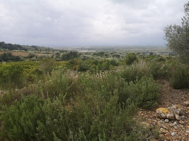 Terreno, Ulldecona