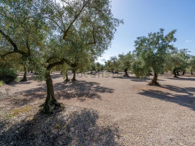 Terreno, Ulldecona