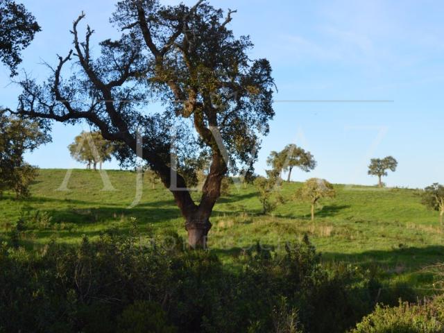 Terreno Urbano com Habitação