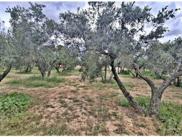 TERRENO URBANO CON OLIVOS Y POSIBILIDAD DE CONSTRUIR CHALET – CAÑADA DEL FENOLLAR – ALICANTE