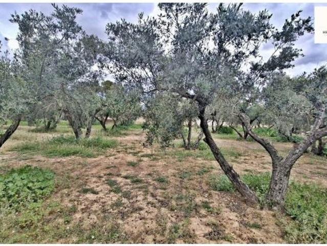 TERRENO URBANO CON OLIVOS Y POSIBILIDAD DE CONSTRUIR CHALET – CAÑADA DEL FENOLLAR – ALICANTE