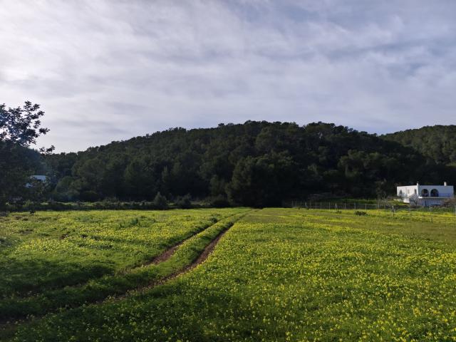 Terreno Urbano en San Miguel de Balansat, Ibiza