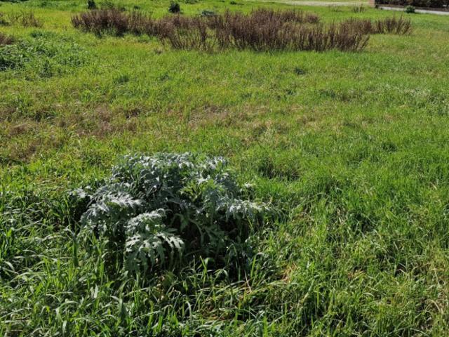 Terreno urbano in Vendita a Bellaria Igea Marina