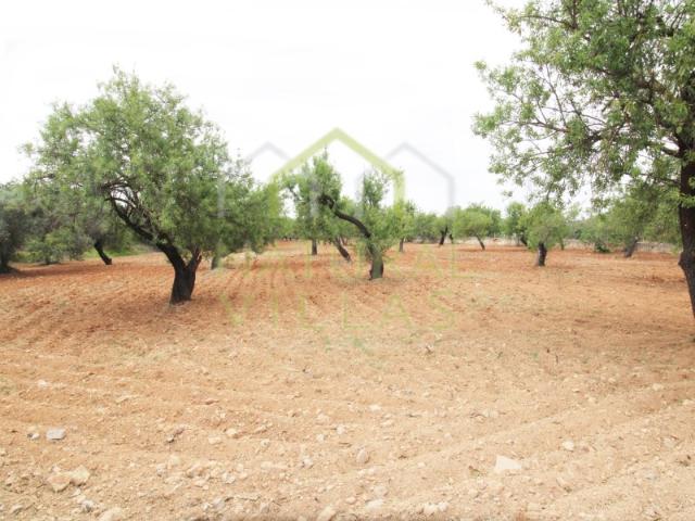 Terreno Urbano para construção em Estoi
