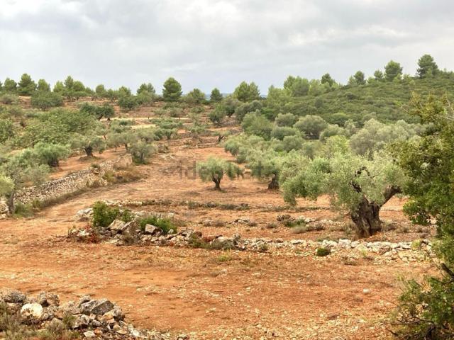 Terreno, Vall d&apos Alba
