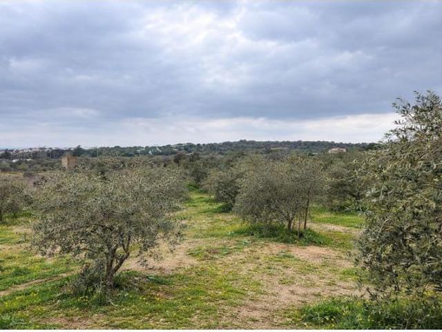 Terreno vallado de 702 m2 con 30 olivos de calidad y múltiples posibilidades