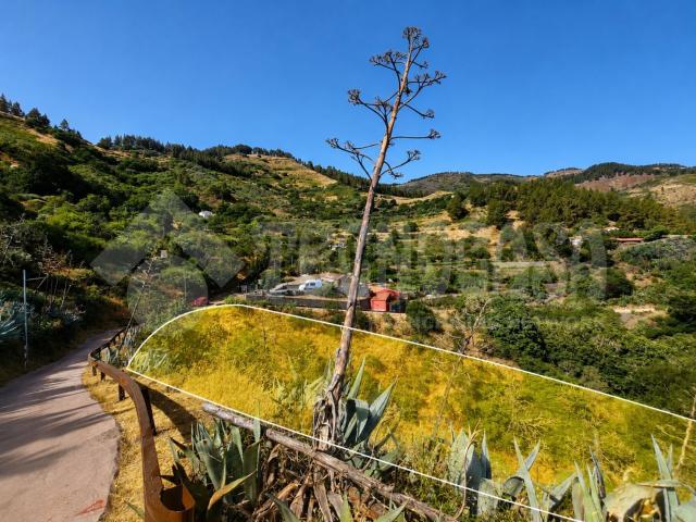 Terreno, Vega de San Mateo