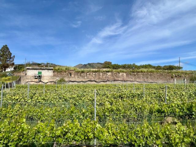 Terreno, Vega de San Mateo