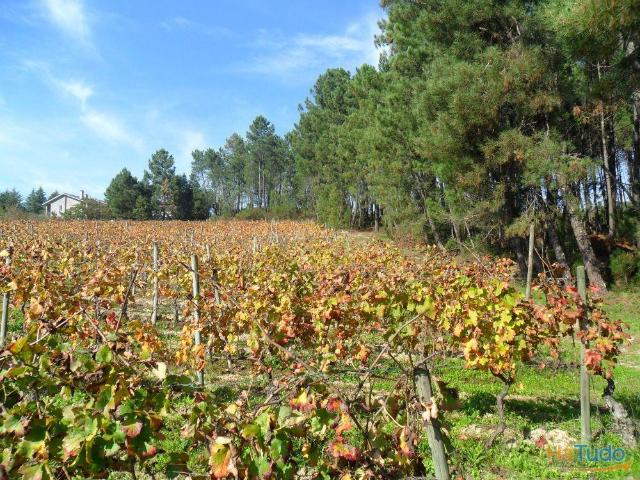 Terreno Venda em São João de Lourosa,Viseu | 26063350918