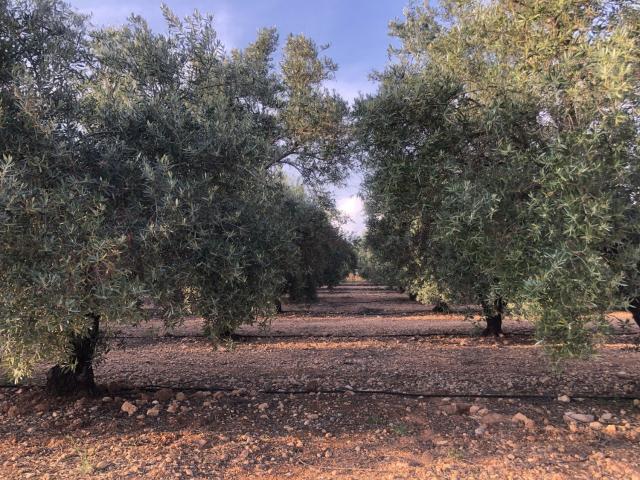 Terreno Venta Albacete