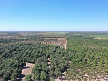 Terreno, VENTA DE TERRENO EN TECUALA NAYARIT, MEXICO Rancho de 60 Hectáreas de Huertas 5 habitaciones 330 m2
