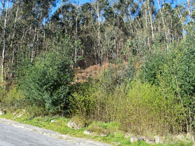 Terreno, Vieira Do Minho, Vieira do Minho | BPI Expresso Imobiliário