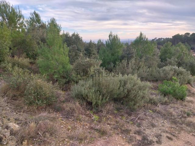 Terreno, Vilopriu