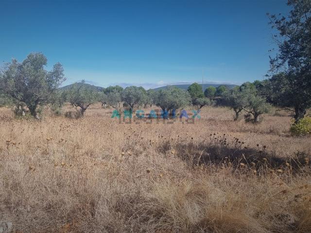 Terreno, Vila Moreira