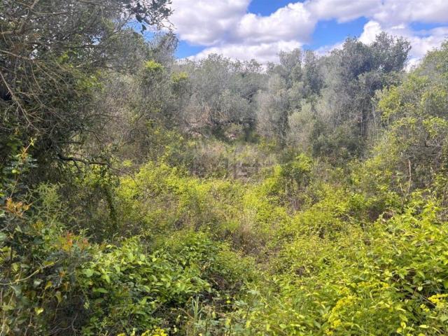 Terreno, Vilanova i la Geltrú