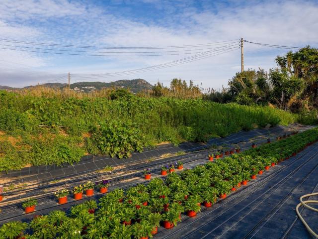 Terreno, Vilassar de Mar
