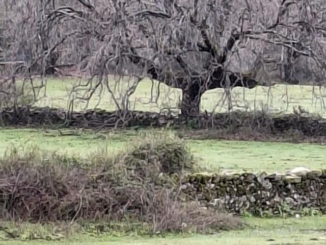 Terreno, Villanueva de la Vera