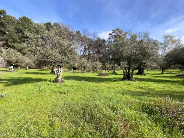 Terreno, Villanueva de la Vera