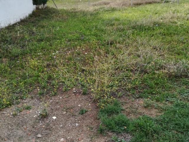 Terreno, Villar del Pedroso