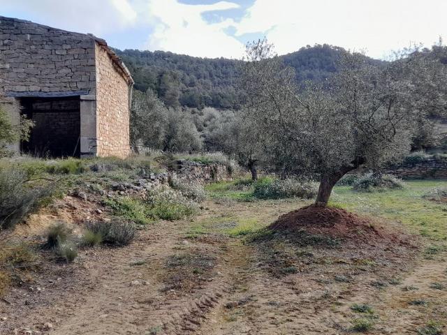 Terreno, Vinaixa