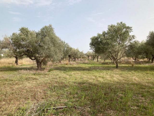 Terreno, Vinarós