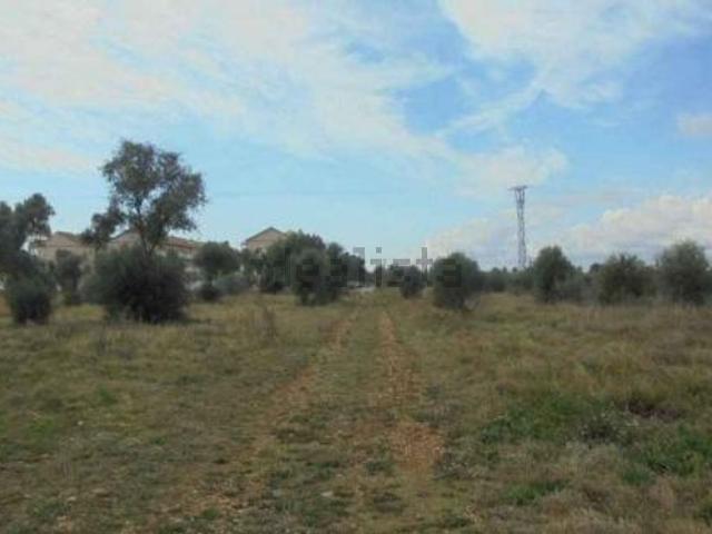 Terreno, Vinarós