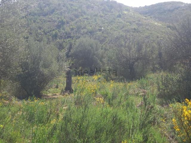 Terreno, Vinebre