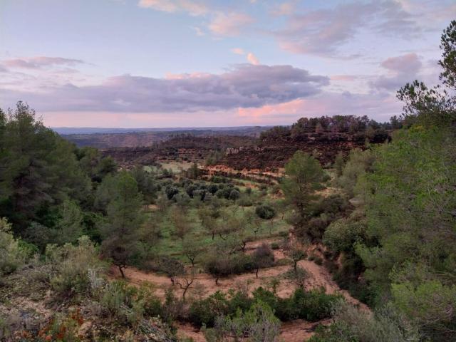 Terreno, Vinebre