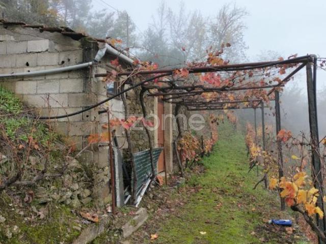 Terreno vinícola com anexo para reforma em Medrões