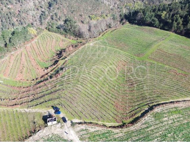 Terreno vinícola junto ao rio Tâmega