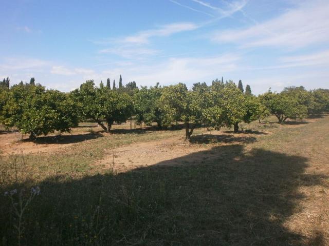 Terreno, Vinyols i els Arcs