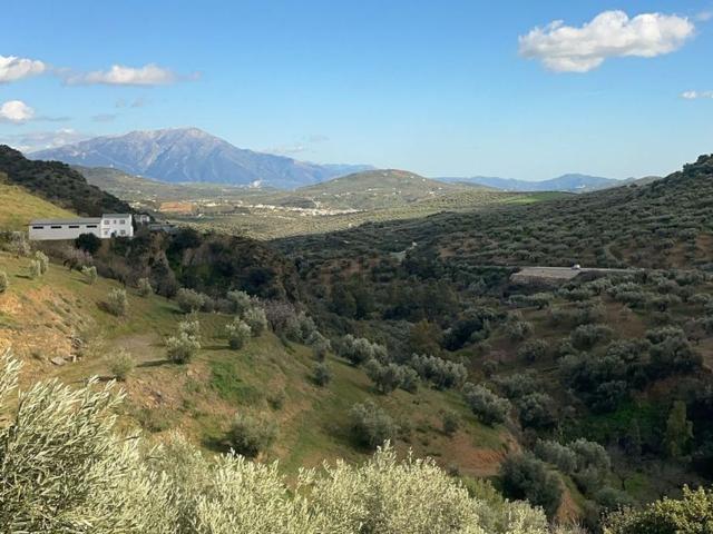 Terreno, Viñuela