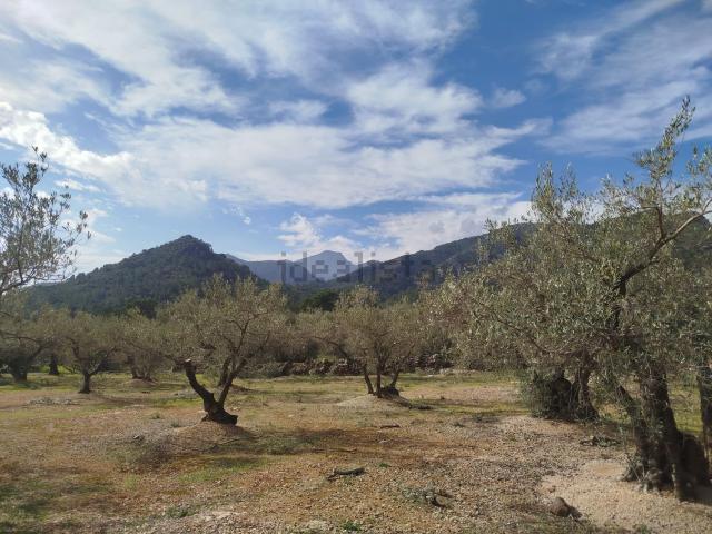 Terreno, Xerta