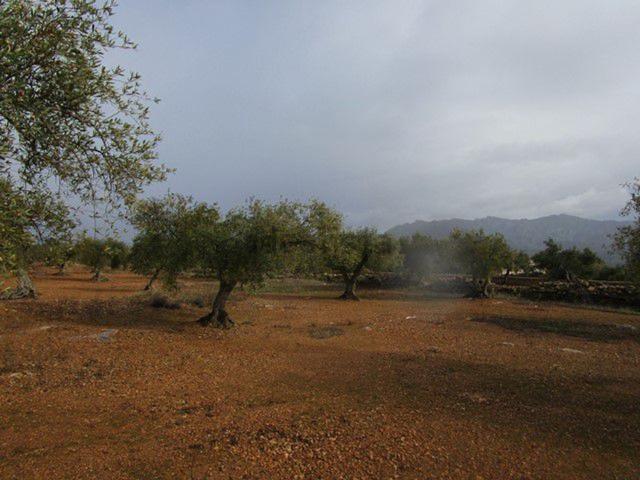 Terreno, Xerta