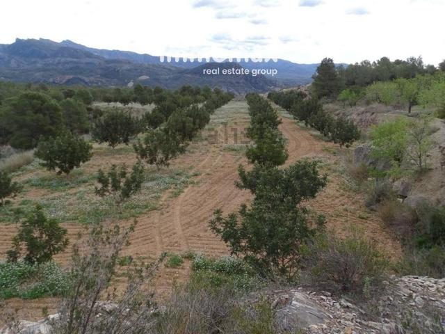 Terreno, Xerta