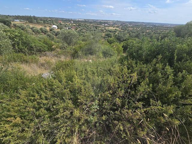 Terreno, Zibreira