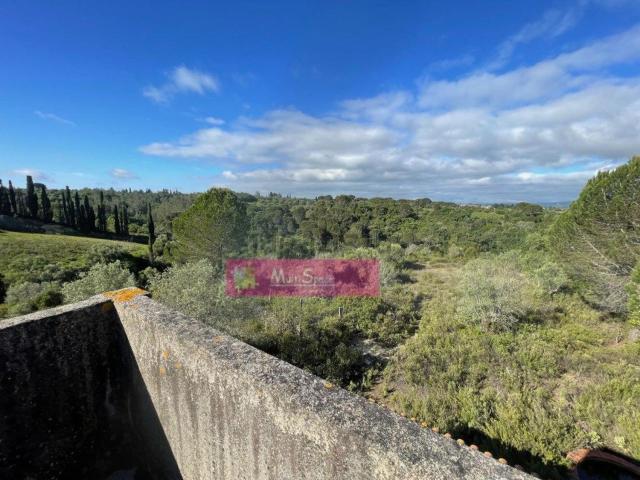 Terreno, Zibreira