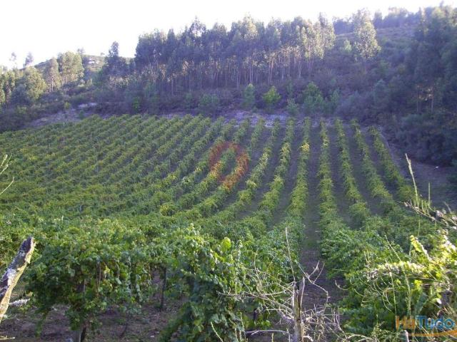 Terreno | 26063250351