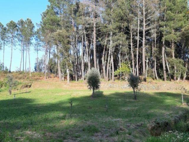 Terreno | 26063895699