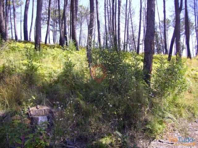 Terreno | 26063917727