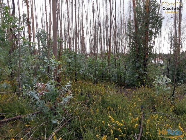 Terreno | 26083895376