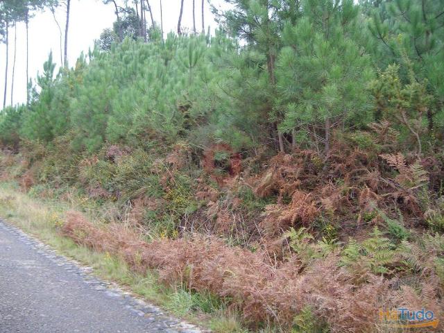 Terreno | 26083917705