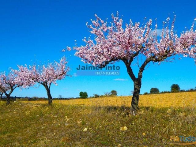 Terreno 210 000m2 p/ novas plantações, F. C. Rodrigo. Portugal, Guarda, F. C. Rodrigo. | 26083721070