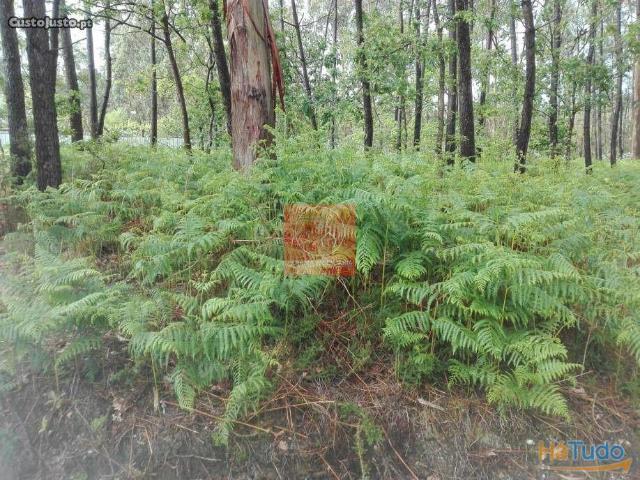 Terreno 3000 m2 Barcelos | 26083543526