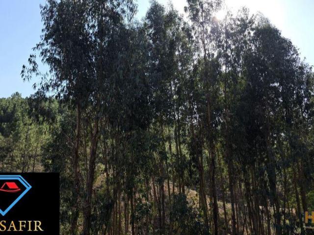 Terreno 6.800m2 eucaliptos e pinheiros em Vila de Rei | 26064059788