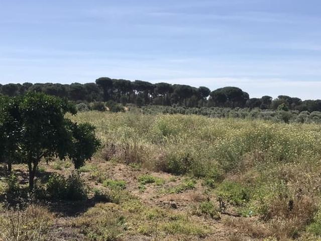 Terreno/Finca Rústica en venta en Almonte, Huelva