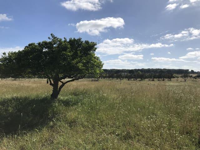 Terreno/Finca Rústica en venta en Almonte, Huelva