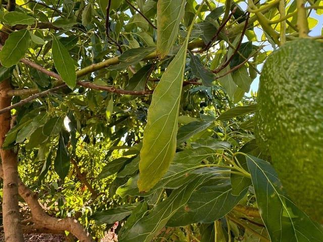 Terreno/Finca Rústica en venta en Alhaurín de la Torre, Málaga Costa del Sol