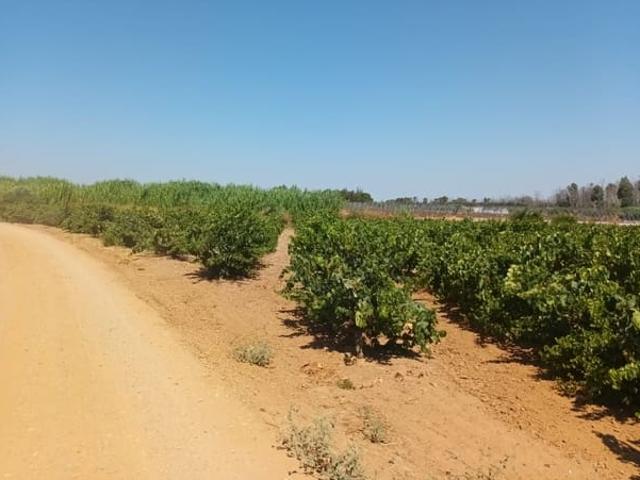 Terreno/Finca Rústica en venta en Bollullos Par del Condado, Huelva